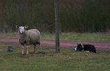 BORDER COLLIE - MOUTONS 057